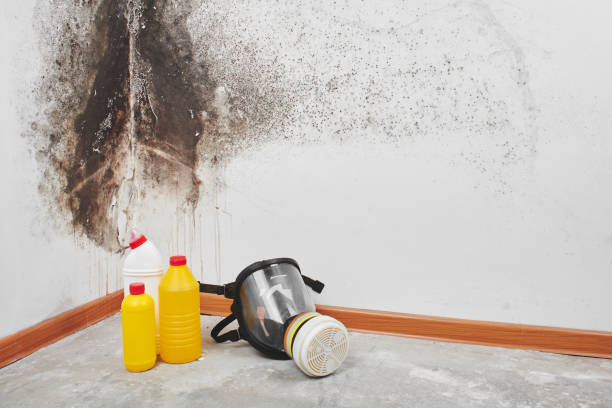 Best Residential Mold Remediation in Kountze, TX