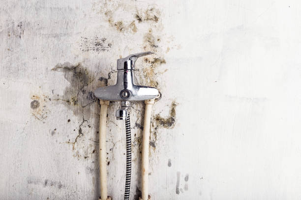 Best White Mold Remediation in Kountze, TX