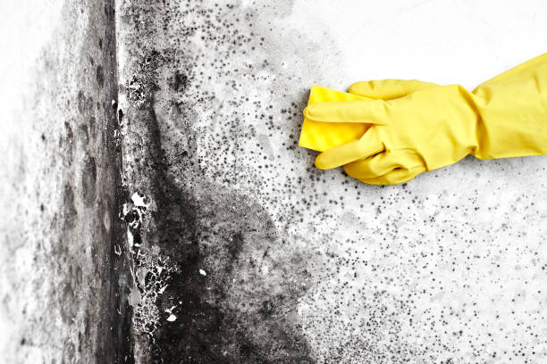 Best Insurance-Related Mold Remediation in Kountze, TX
