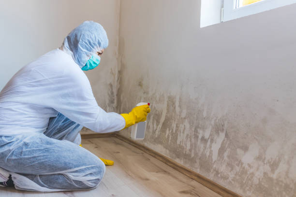 Best Industrial Mold Remediation in Kountze, TX