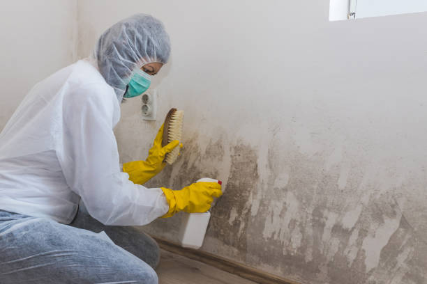 Best Mold Testing and Inspection Services in Kountze, TX