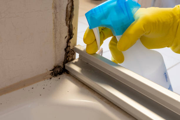 Best Black Mold Remediation in Kountze, TX