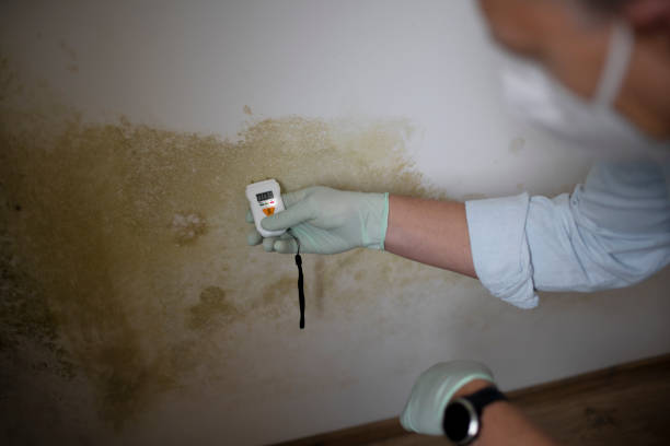 Best Residential Mold Remediation in Kountze, TX