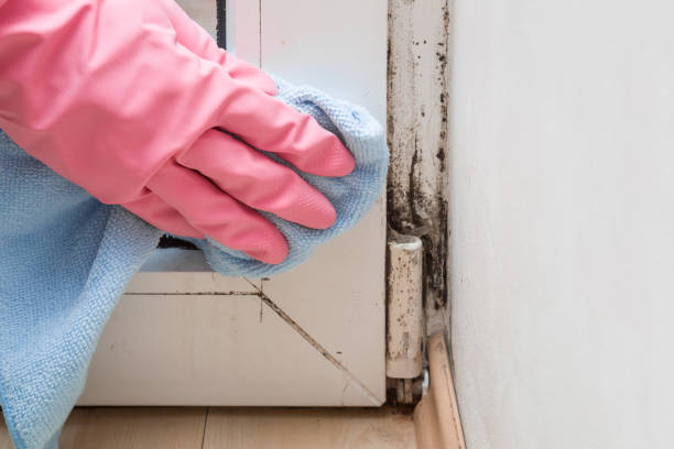 Best Mold Remediation for Specific Building Types in Kountze, TX